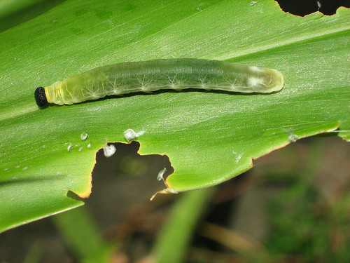 Το πράσινο σκουλήκι απειλεί βαμβακοκαλλιέργειες